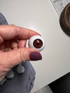 Brown eyeball spider